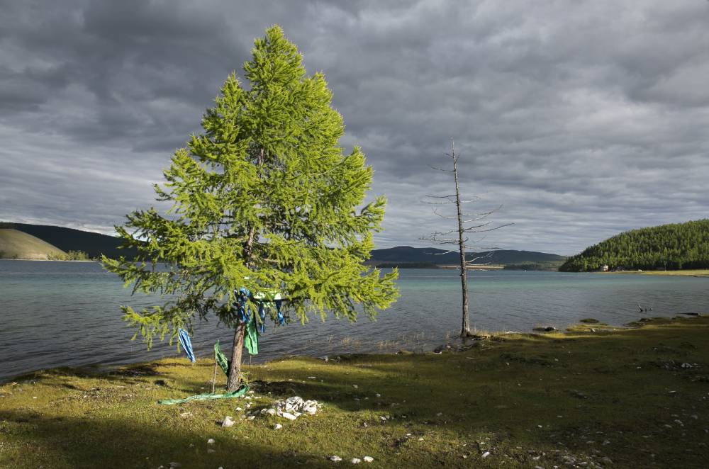 Püha lehis Hövsgöli järve kaldal