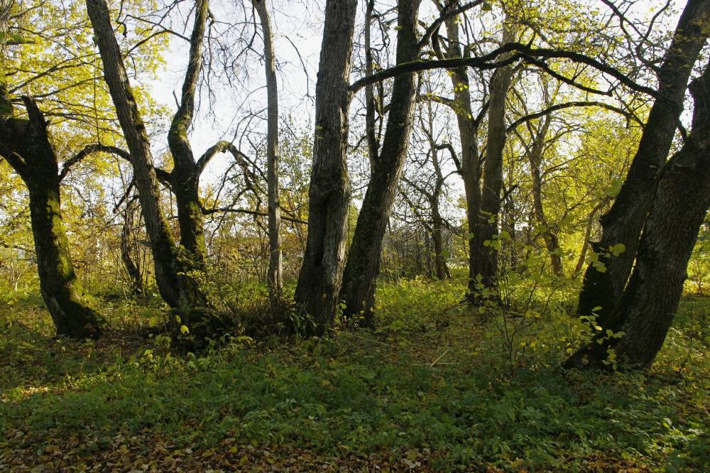 Rootsi sõjameeste haud