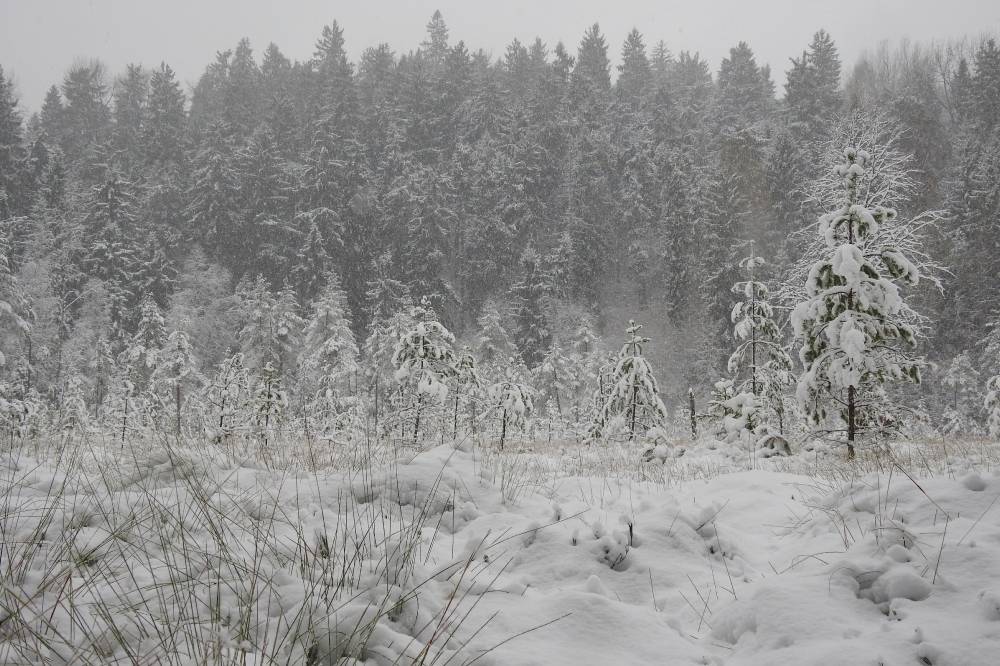 Vällämäe raba timahhavvadsõ edimädse lumõga