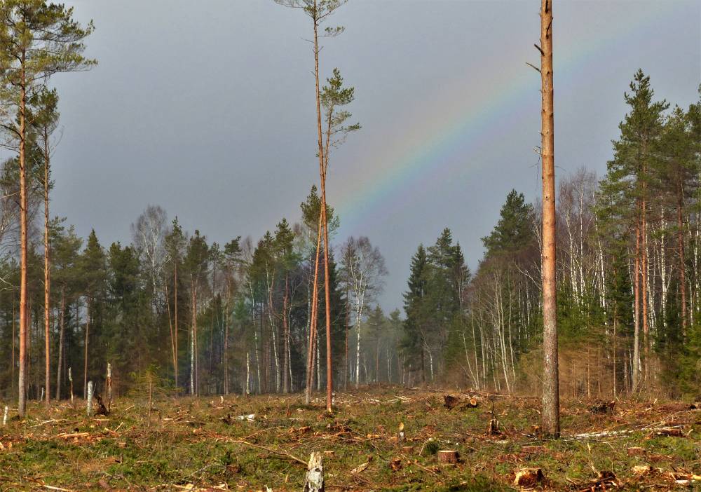 Iidavõhma soosaare jäägid