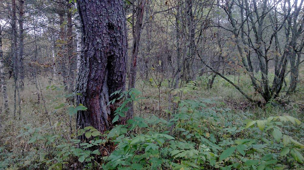 Священная роща в деревне Бор