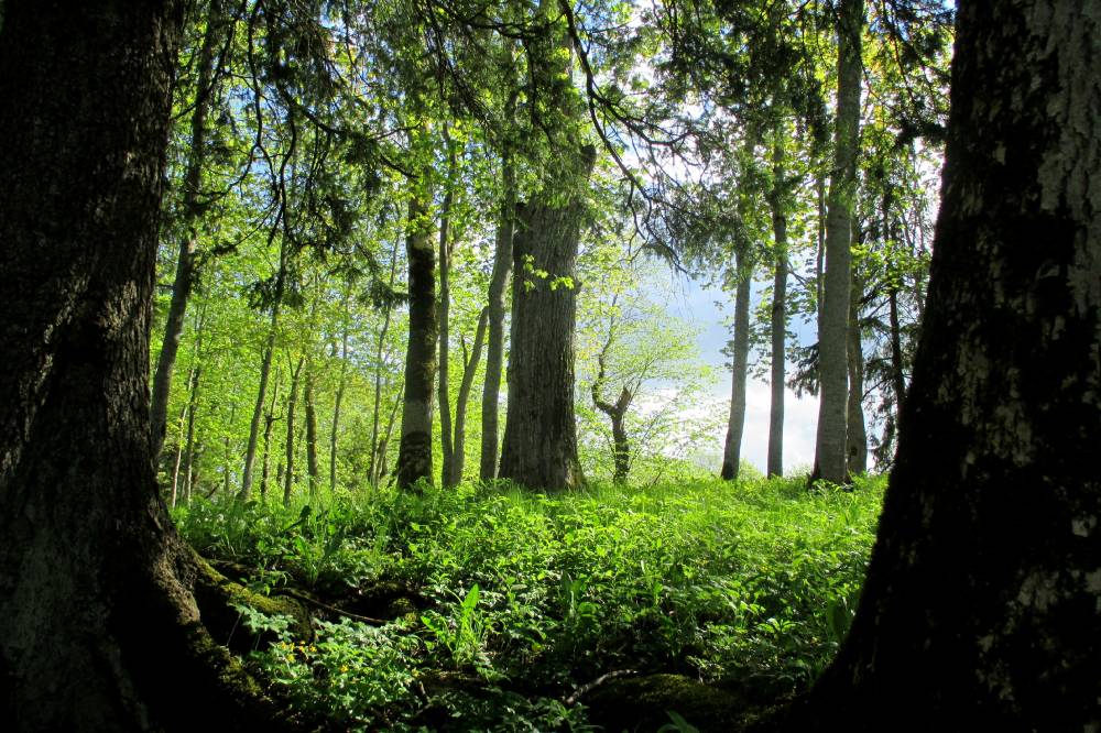 Kaali järve võlumets