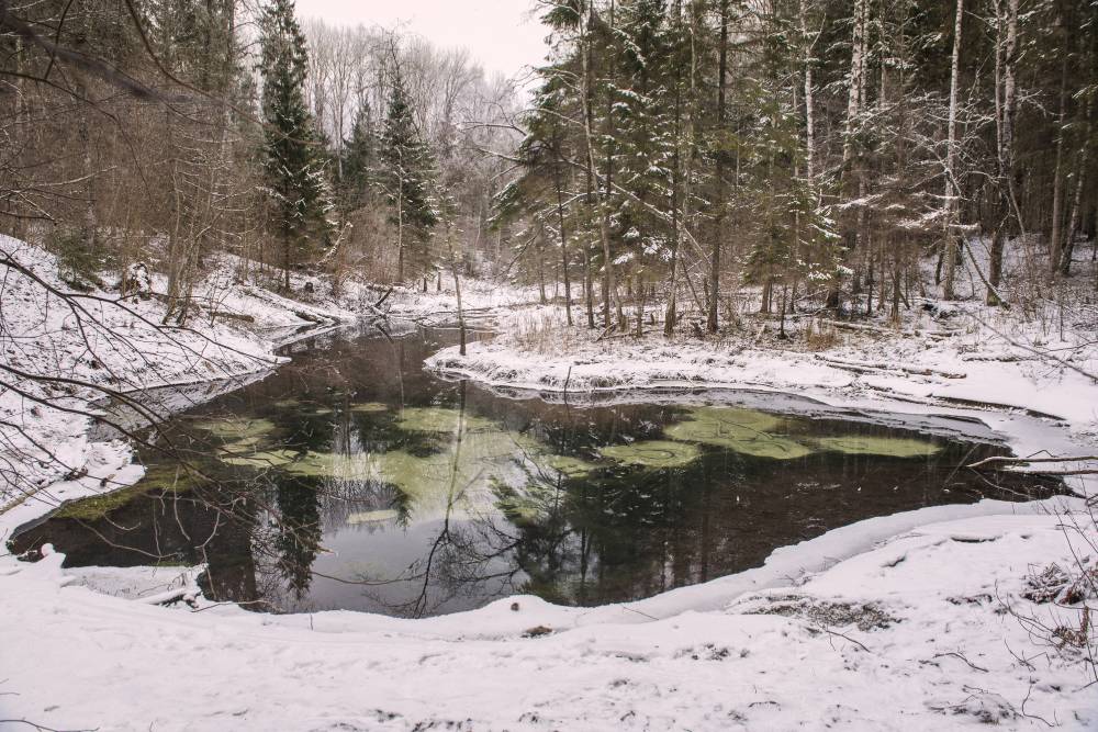 Õunarattad neerukausis