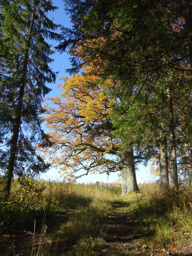 Valgjärve hiiepuud 3