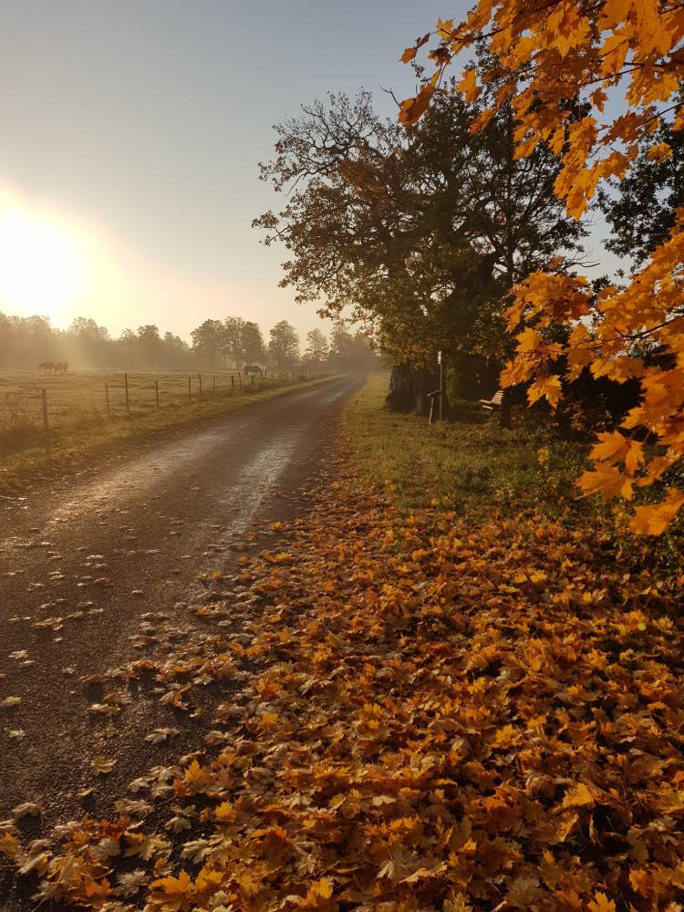 Tärkma ohvritamm