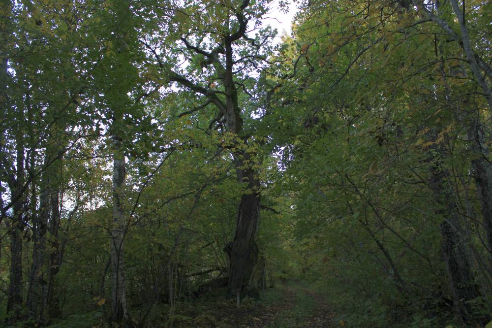 Tammevälja tamm