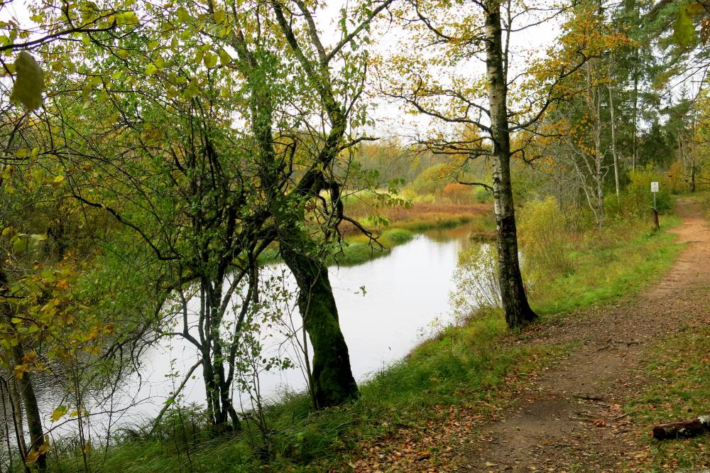 Puud kaunistavad Siniallikat