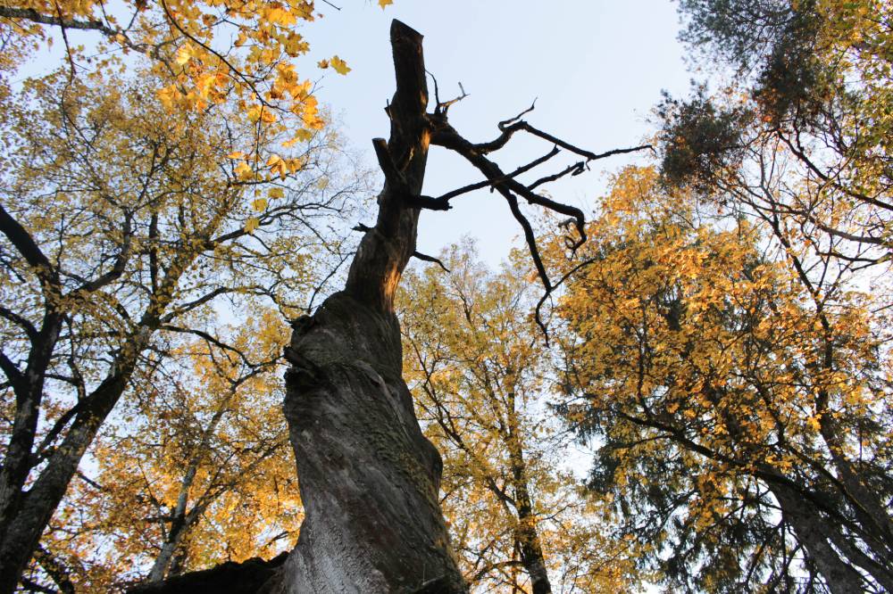 Kuremäe ohvritamm