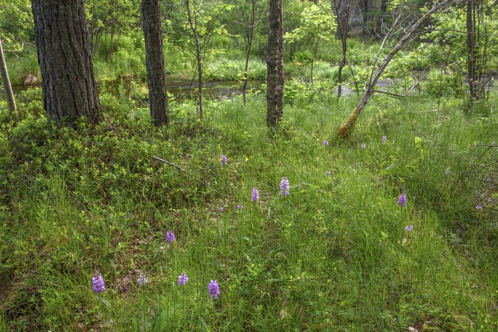 Odalätsi orhideed