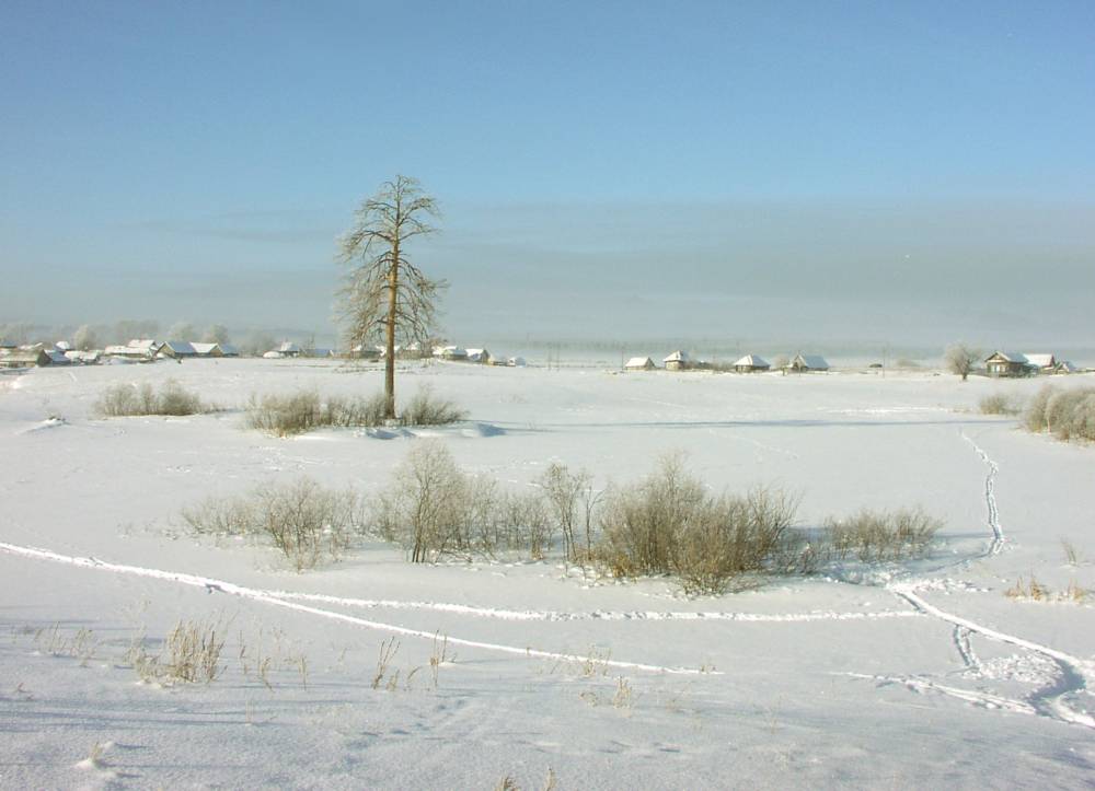 Священное дерево