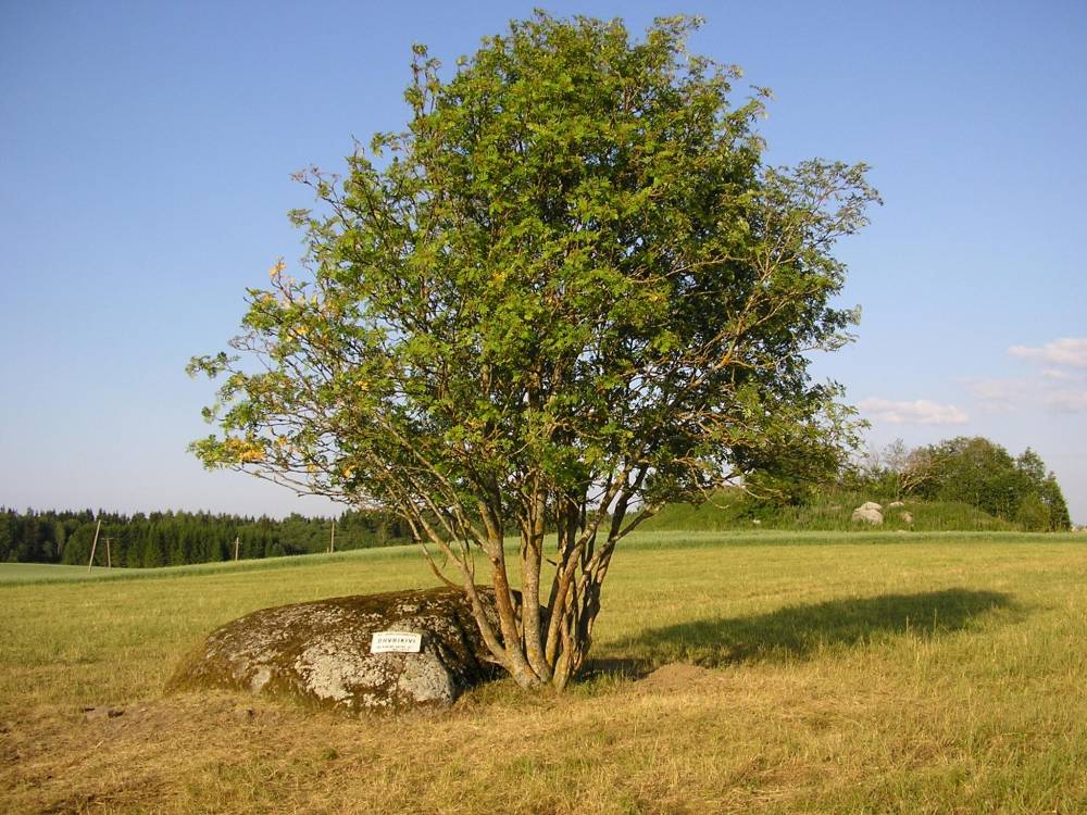 Ohvrikivi Kalmumäe jalamil