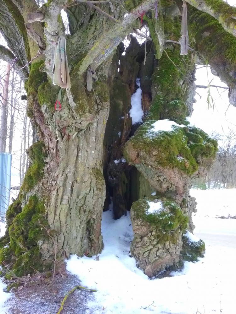 Mäesuitsu ohvripärna õõnsus