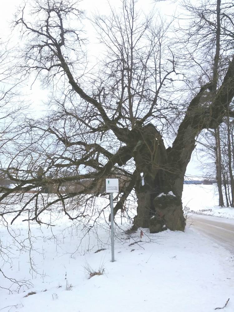 Mäesuitsu ohvripärn talvel