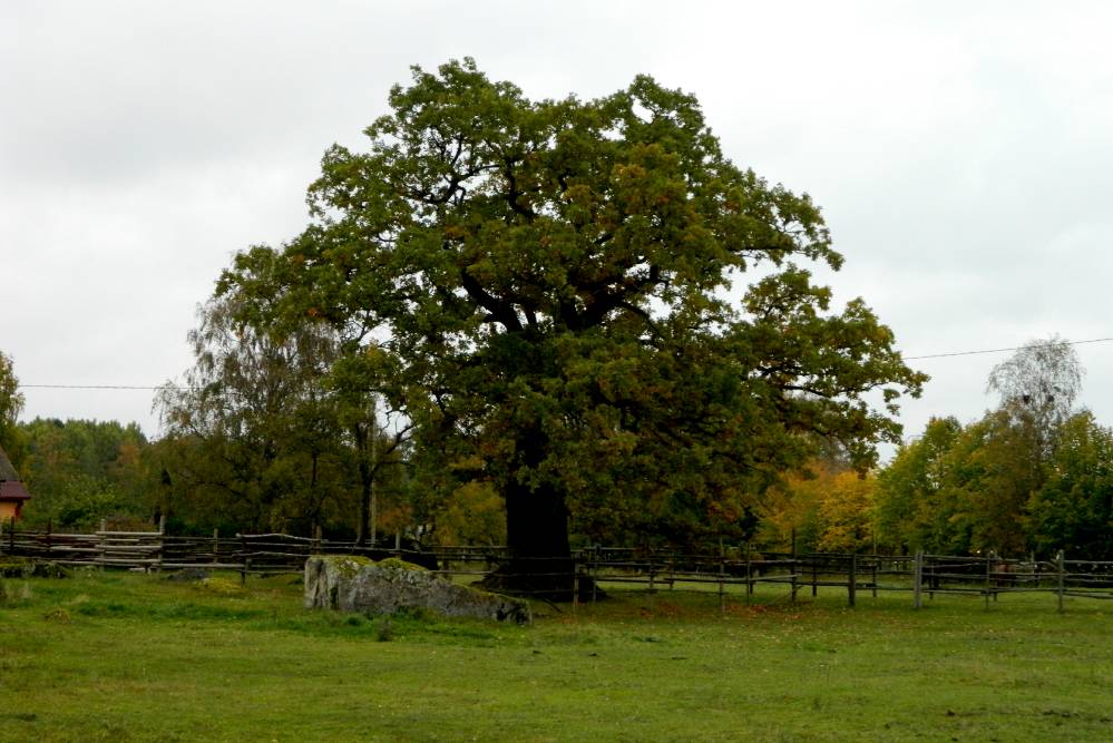 Riiasöödi tamm