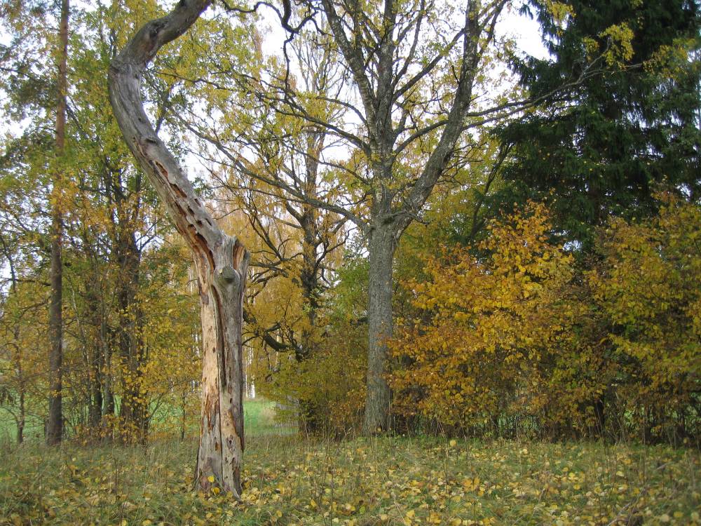 Karjaküla hiiemäe kuivanud puu