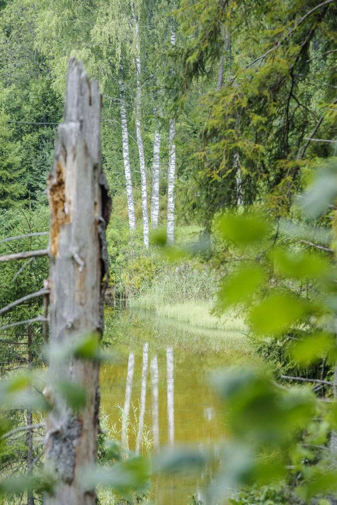 Sinejärve allikamets