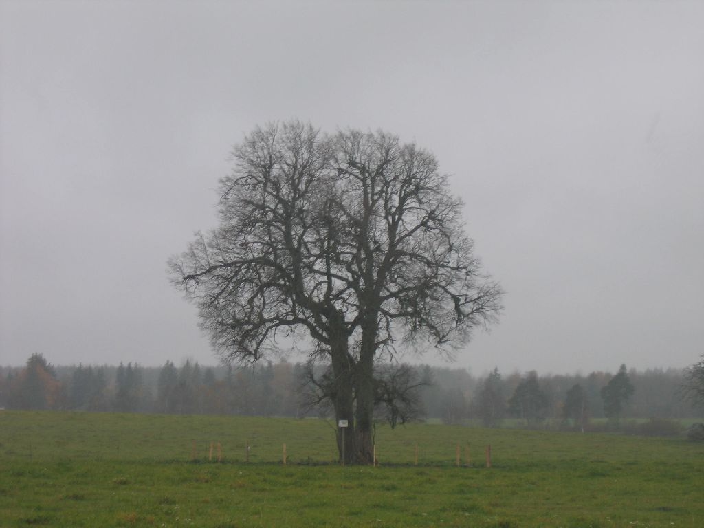 Järvepere ohvripärnad