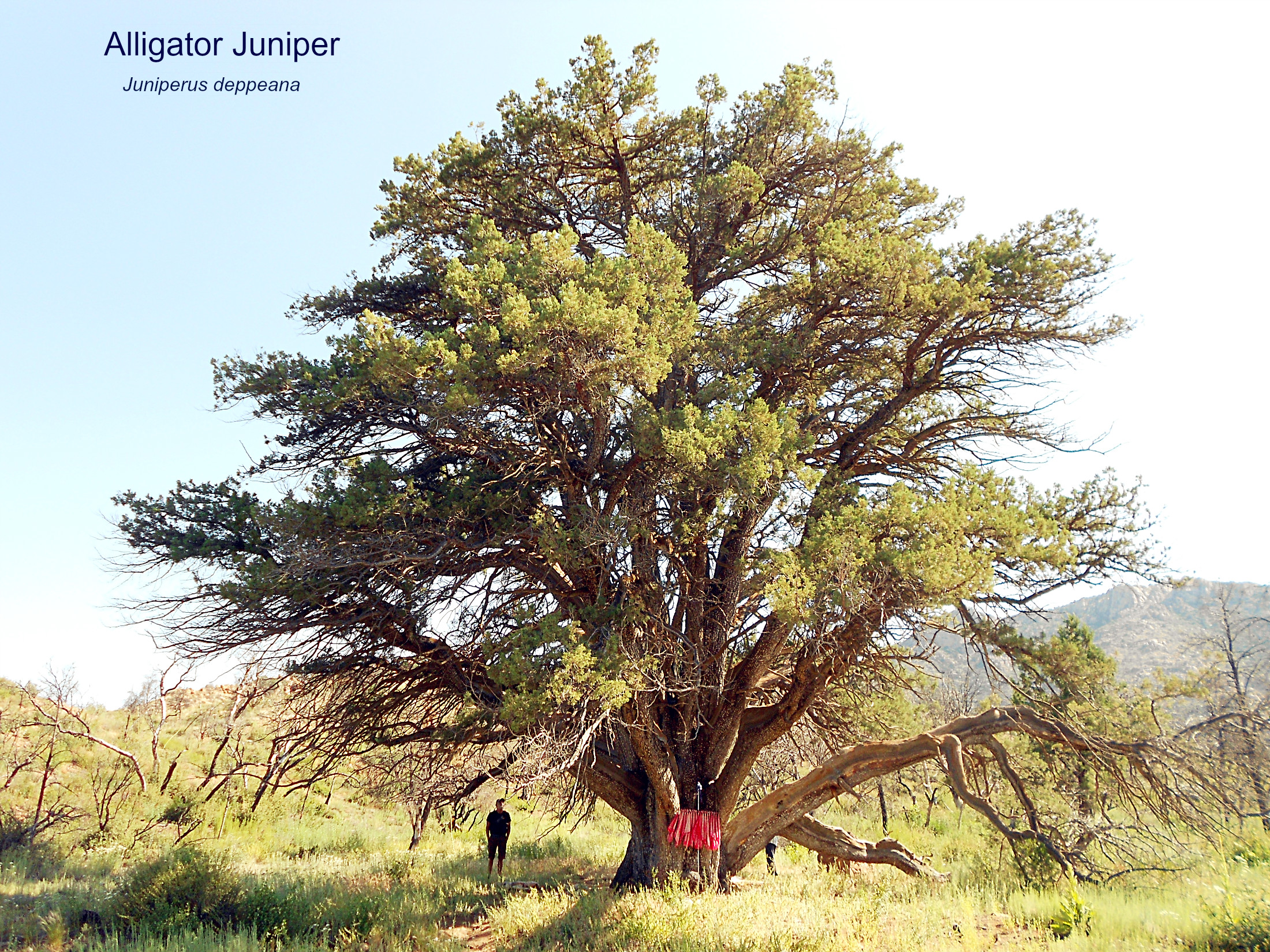 the grandfather juniper juniperus deppeana 2016 kuvavoistluse lihat