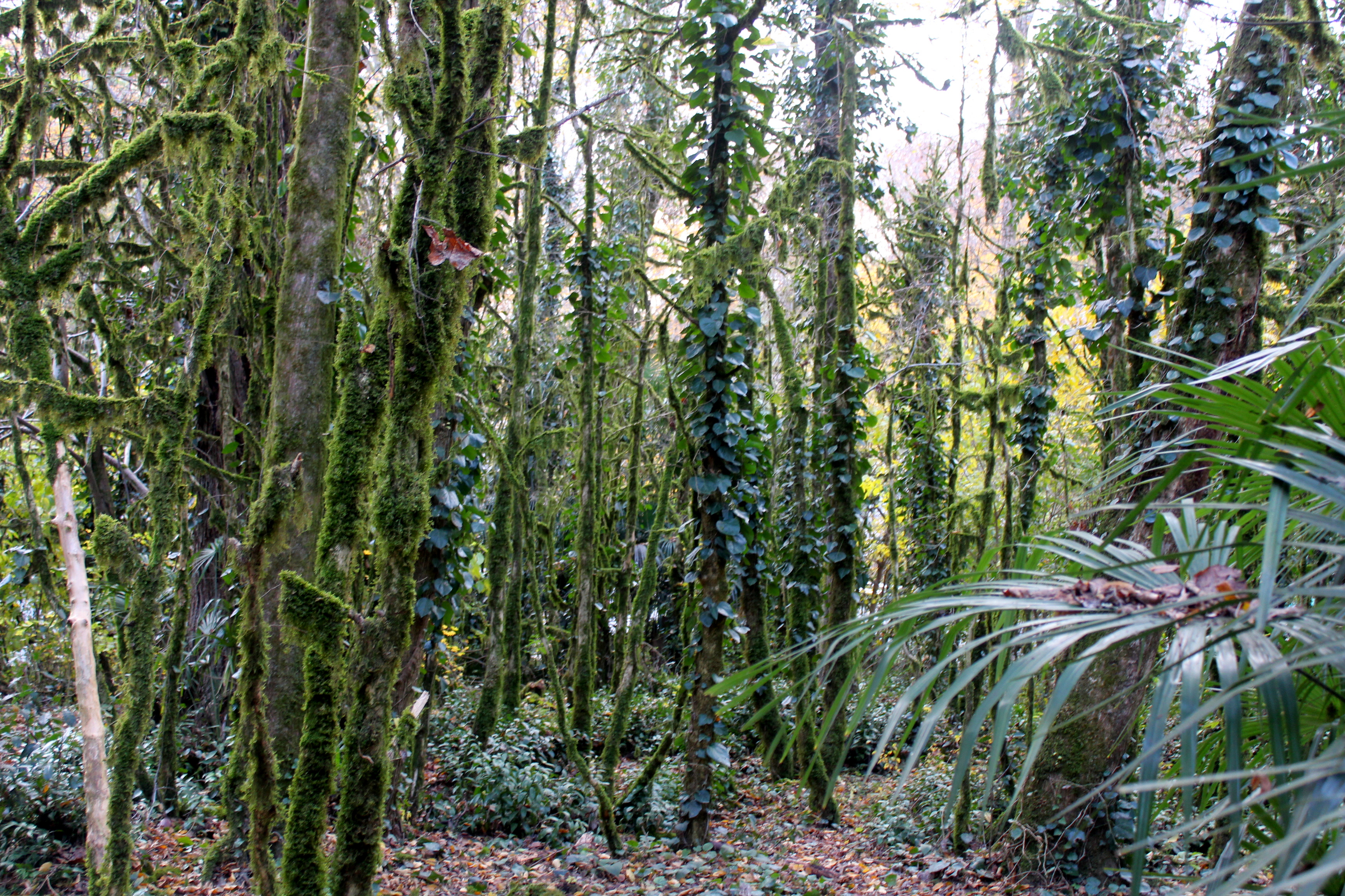 Зеленый рай. Green paradise beach hotel бунгало. Анапа улица зелёная 20. Зеленый рай. Зеленый рай.