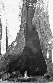 Tree Grotto