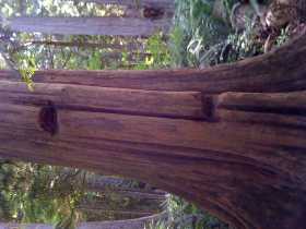 Bark Stripped Cedar