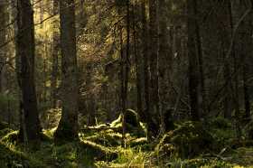 Võluallikat kaitsev mets