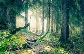 Сказки лесов Абхазии
