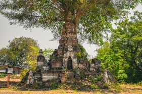 Священное дерево в Мьянме